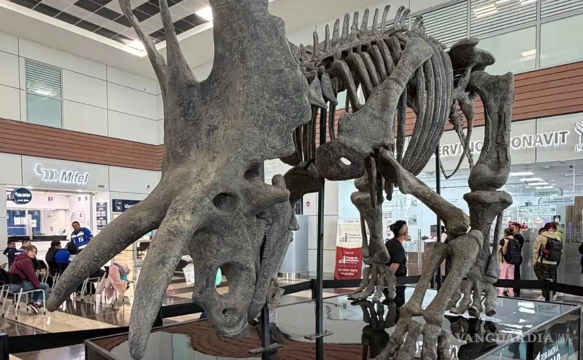 $!La exposición difunde el patrimonio paleontológico de Coahuila y recuerda el impacto del meteorito de Chicxulub, ocurrido hace 66 millones de años.