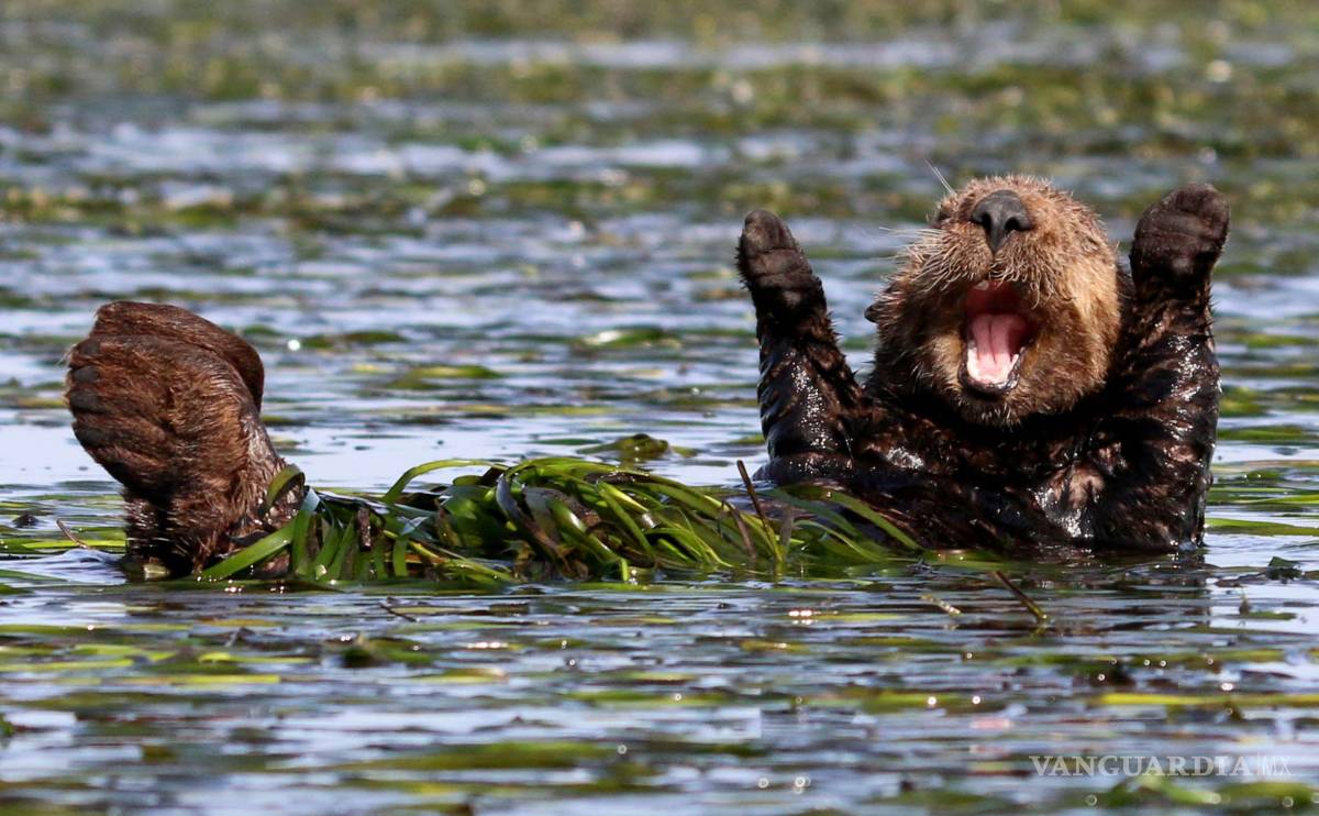 $!Comedy Wildlife Photography Awards: Los momentos más graciosos del mundo animal