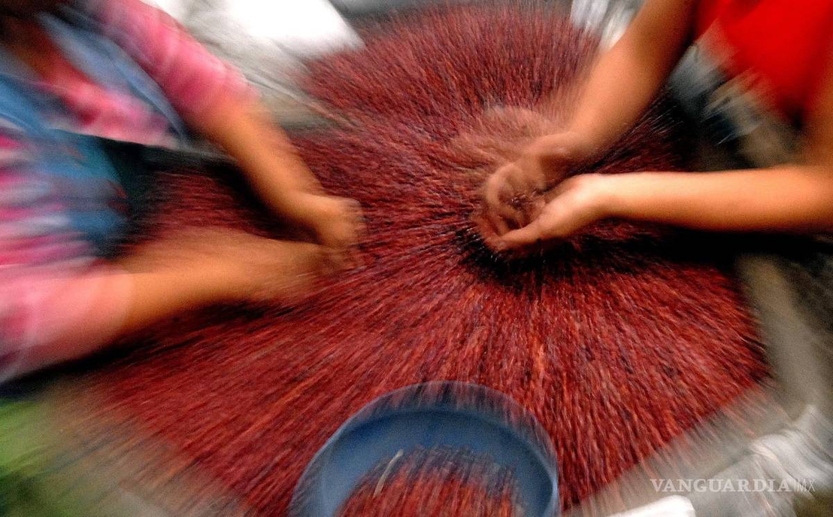 $!Una vez cosechados, los frijoles son seleccionados y preparados para el consumo alimentario. EFE