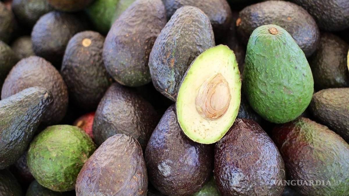 ¿Te gusta el aguacate?, pagan 40 mil pesos al mes por ir a comprarlo