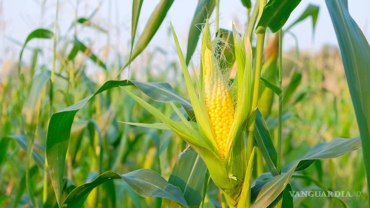 ¿Qué comen más los mexicanos?