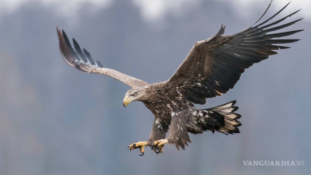 Águilas cola blanca surcan los cielos de Inglaterra tras 240 años de ausencia