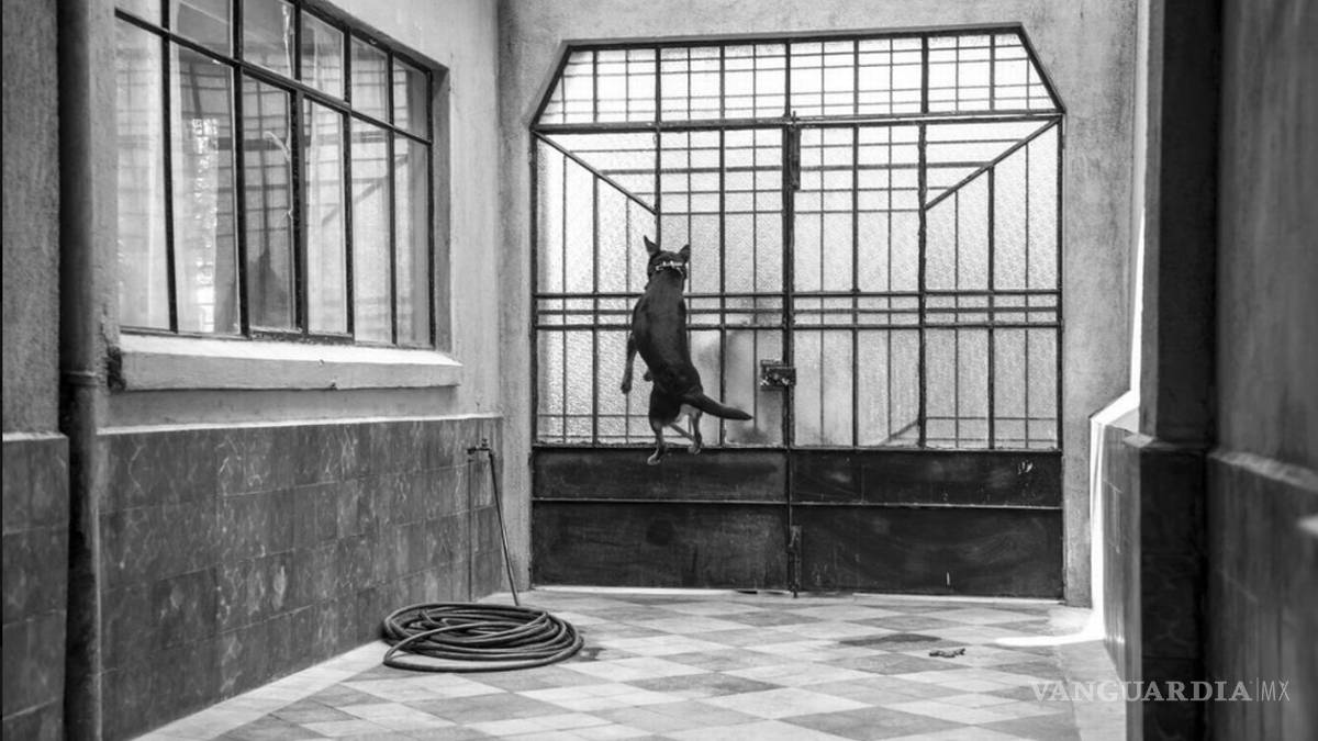 ‘El Borras’, la asombrosa historia real de la estrella canina de ‘Roma’