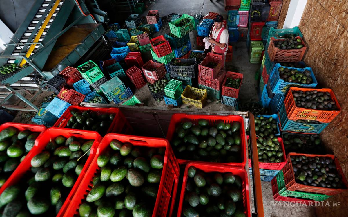 $!Producción de aguacates en México es un gran negocio, está amenazado por cárteles