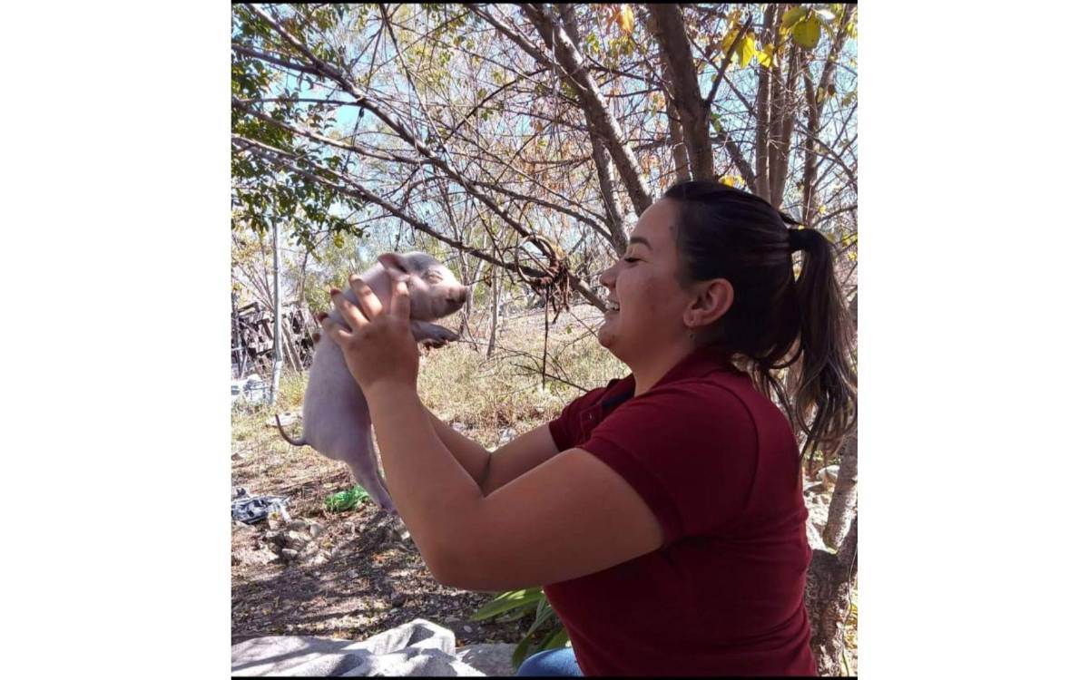 $!El nombre de este singular cerdito es Bruno, pero su familia le llama “Brunis” de cariño.