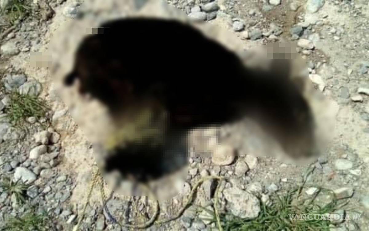 $!De acuerdo con el comunicado, la osezna fue capturada por los habitantes de la comunidad.