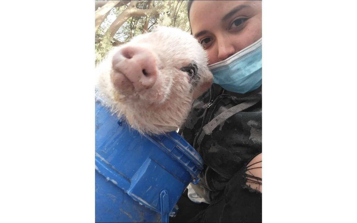 $!Bruno es un cerdito que vive en Arteaga con su dueña, Natalia Valdés y su familia.