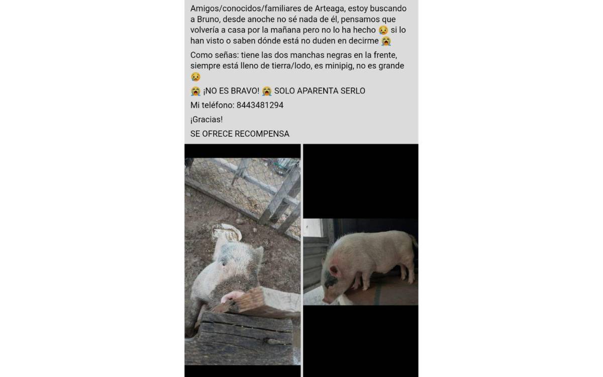 $!Reporte de búsqueda de Bruno en grupos de Facebook.