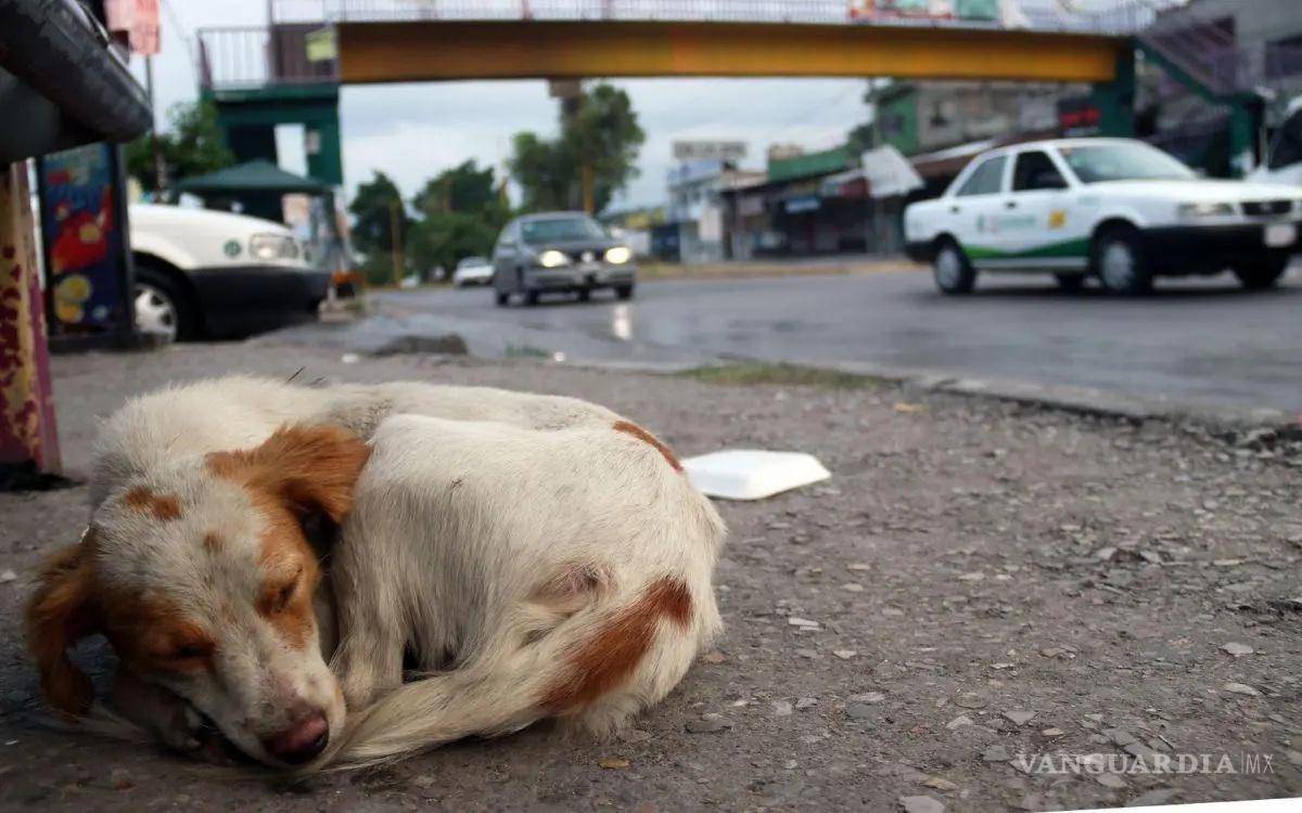 $!Voluntarios trabajan a diario en rescatar y rehabilitar animales maltratados o abandonados.