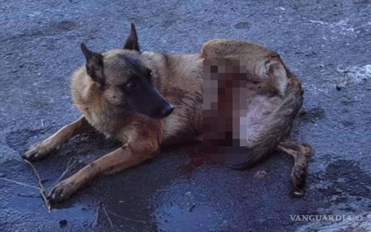 $!Laisha, de nueve meses, fue atropellada por un taxista que se dio a la fuga.