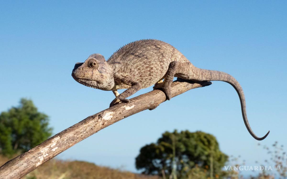 $!Imagen de un camaleón oustaleti.