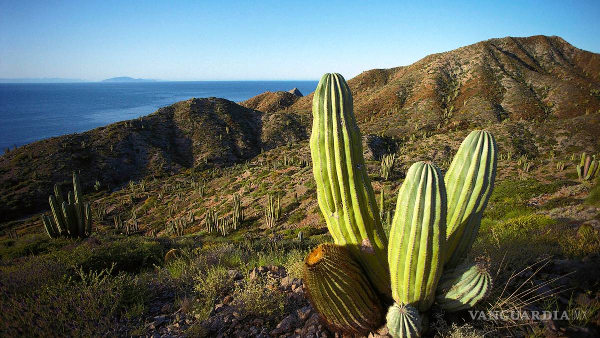 En peligro de extinción más de 30 especies de cactus en el mundo