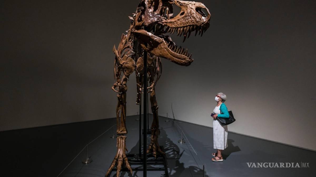 Subastan el esqueleto de un dinosaurio de hace 77 millones de años