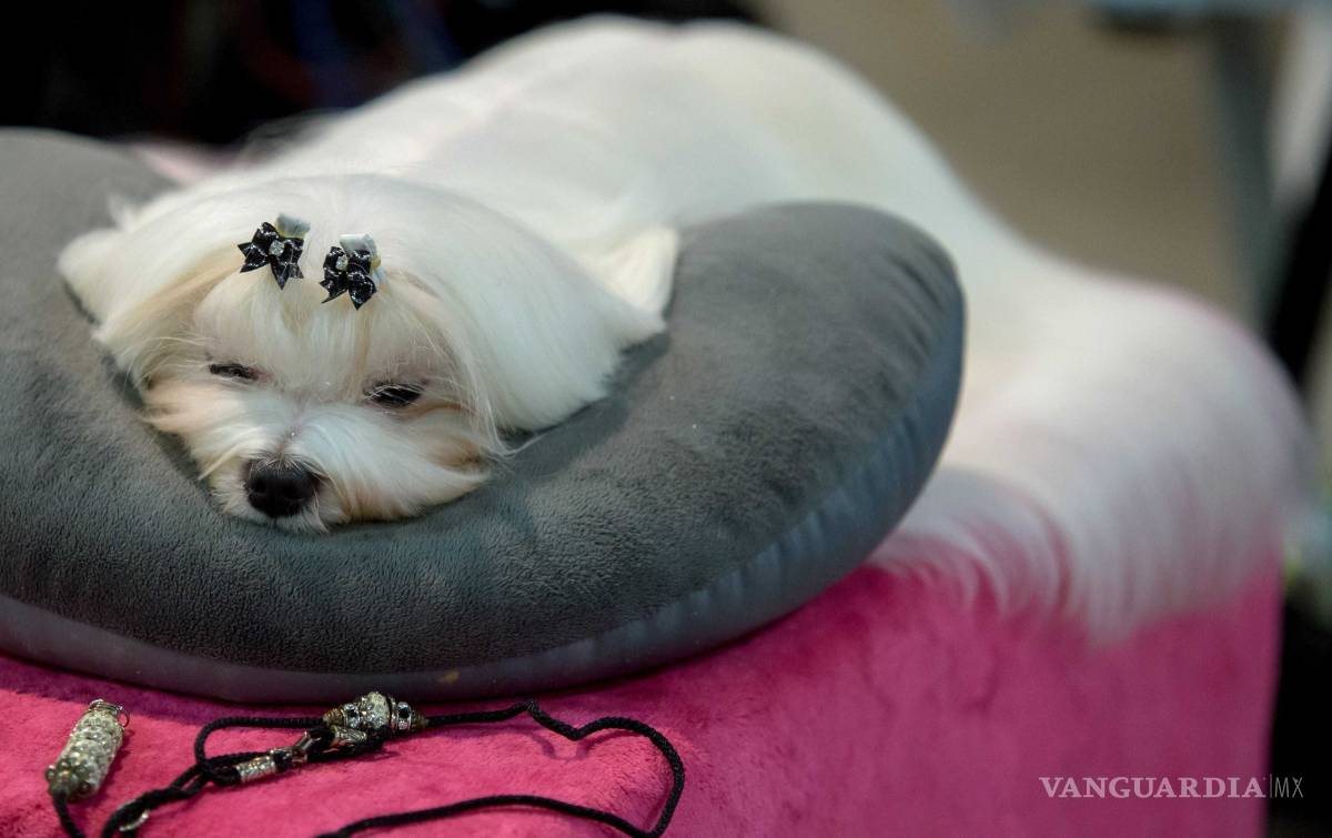 $!Westminster Dog Show: La fiesta más perrona de EU