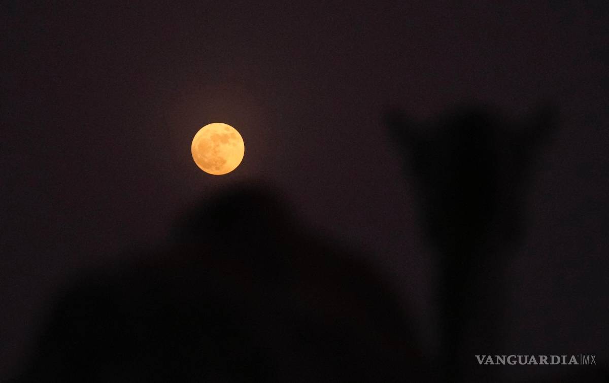 $!Un camello se para frente a la luna llena en el desierto de Al Marmoom, a unos 40 km al sureste de Dubái, Emiratos Árabes Unidos.