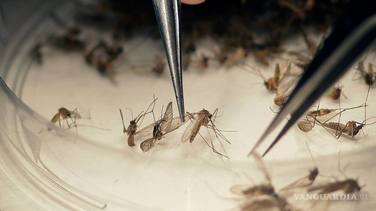 Dos mujeres estadunidenses abortan tras contagiarse con Zika
