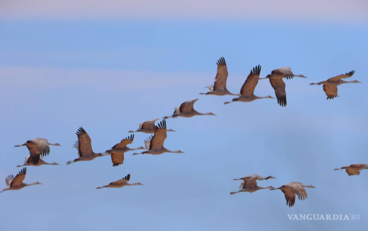 $!Especialistas realizaron el Conteo de Aves de Medio Invierno en cinco cuerpos de agua de la Región Sureste.