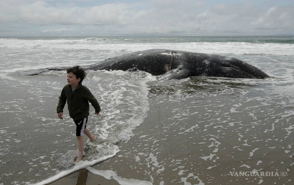 $!Encuentran a novena ballena muerta en la bahía de San Francisco