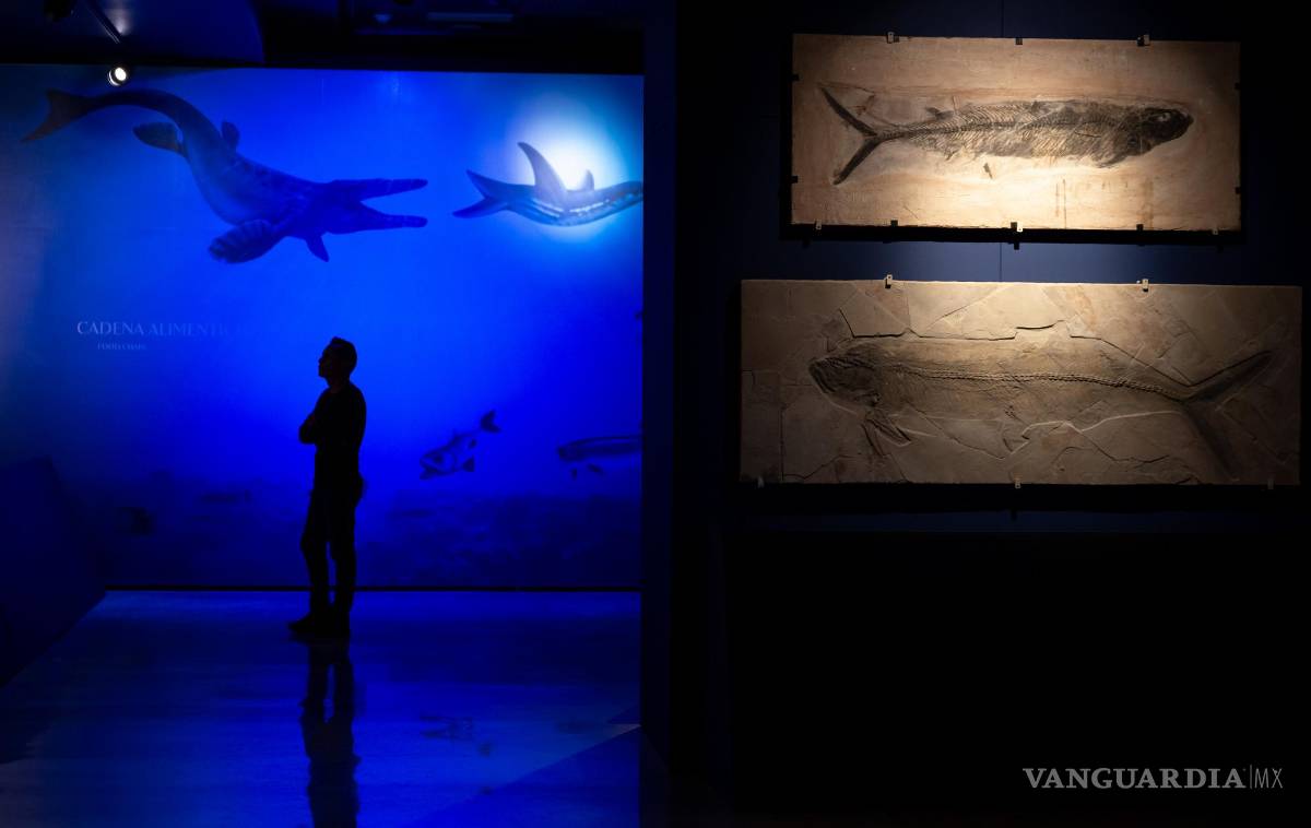 $!El diseño museográfico estuvo a cargo de Clara Jazmín Avendaño López y Felipe García Govea, quienes han colocado los especímenes a través de un fondo azul.