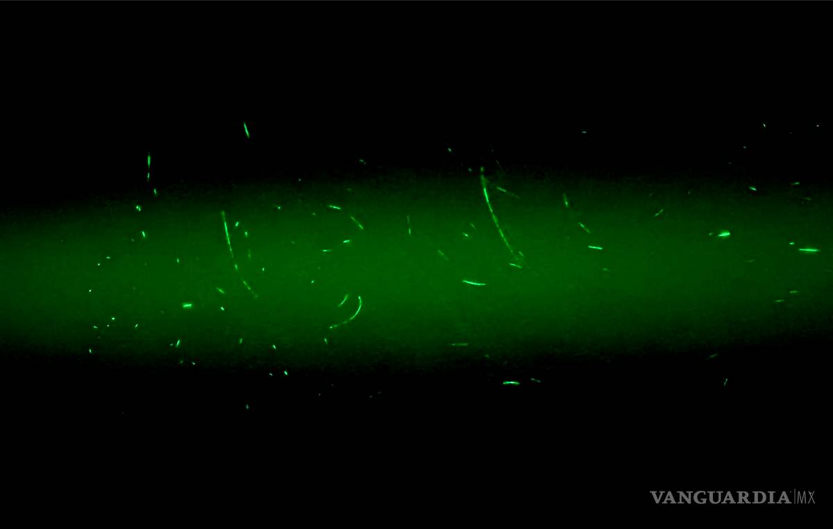 $!¿Sabes el cubrebocas que usas es eficaz para protegerte del COVID-19?