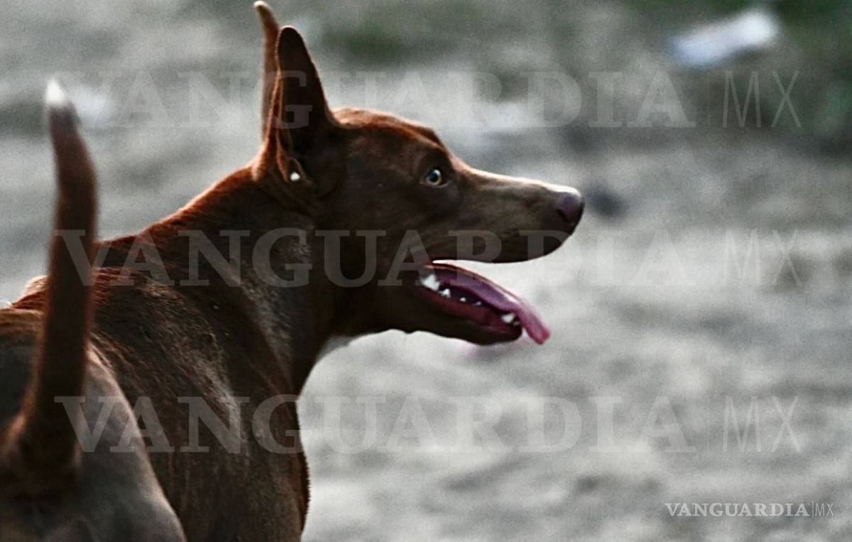 $!Perrito también espera el rescate de su amo, Leopoldo, quien sigue atrapado en la mina Micarán