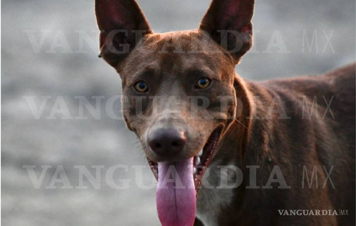 $!Perrito también espera el rescate de su amo, Leopoldo, quien sigue atrapado en la mina Micarán