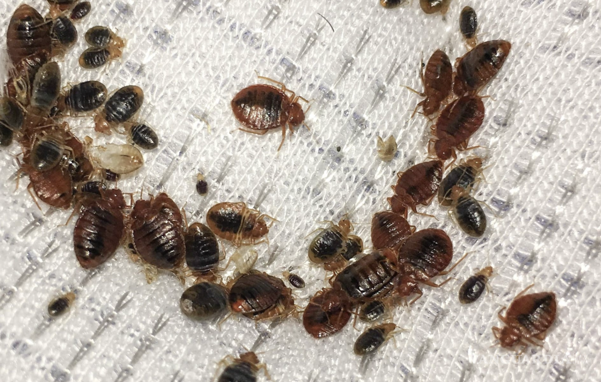 $!Su presencia no está relacionada con la falta de higiene.