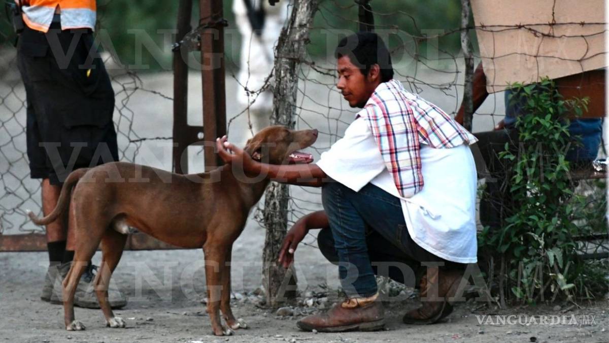 Perrito también espera el rescate de su amo, Leopoldo, quien sigue atrapado en la mina Micarán