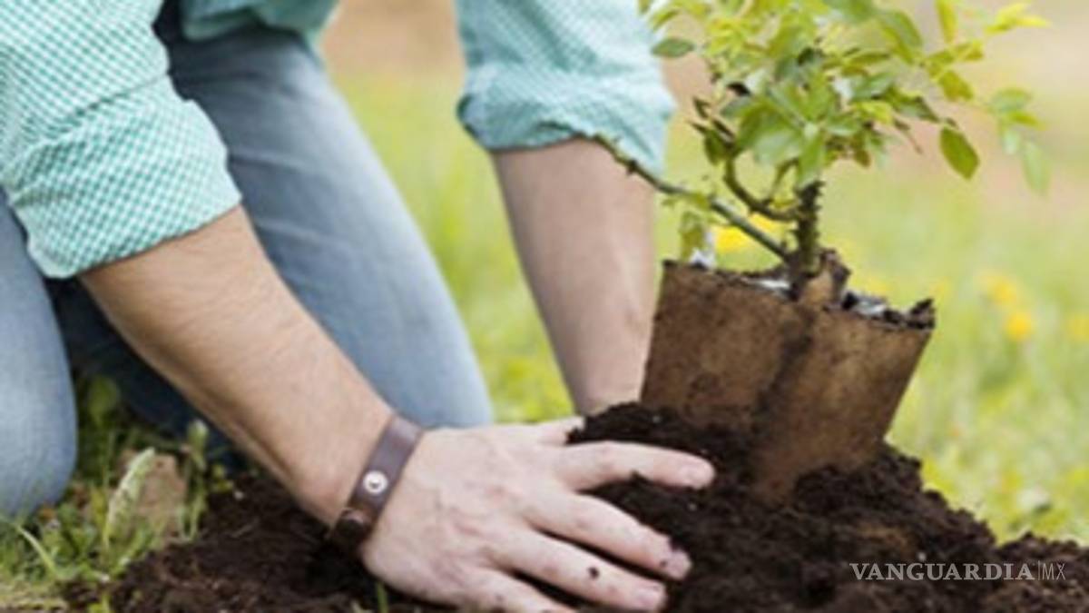 Escuelas y empresas ayudan a reforestar Acuña
