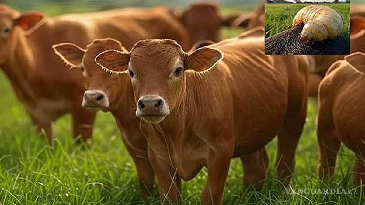 Asigna la Federación más recursos para el combate del gusano barrenador de ganado, anuncia la Senasica