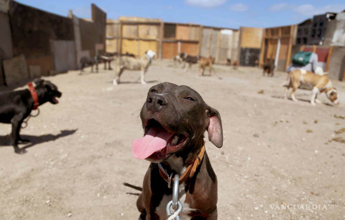 $!Amos definen el comportamiento de su perro