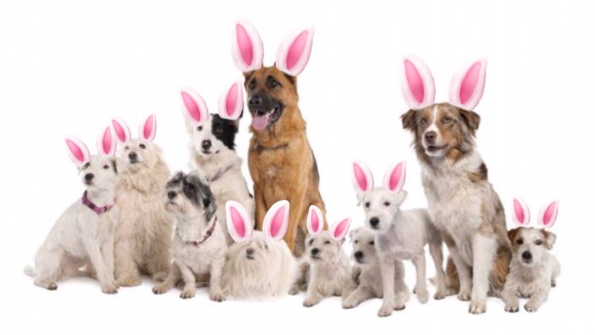 Adopta y salva una vida, esteriliza y salva a miles