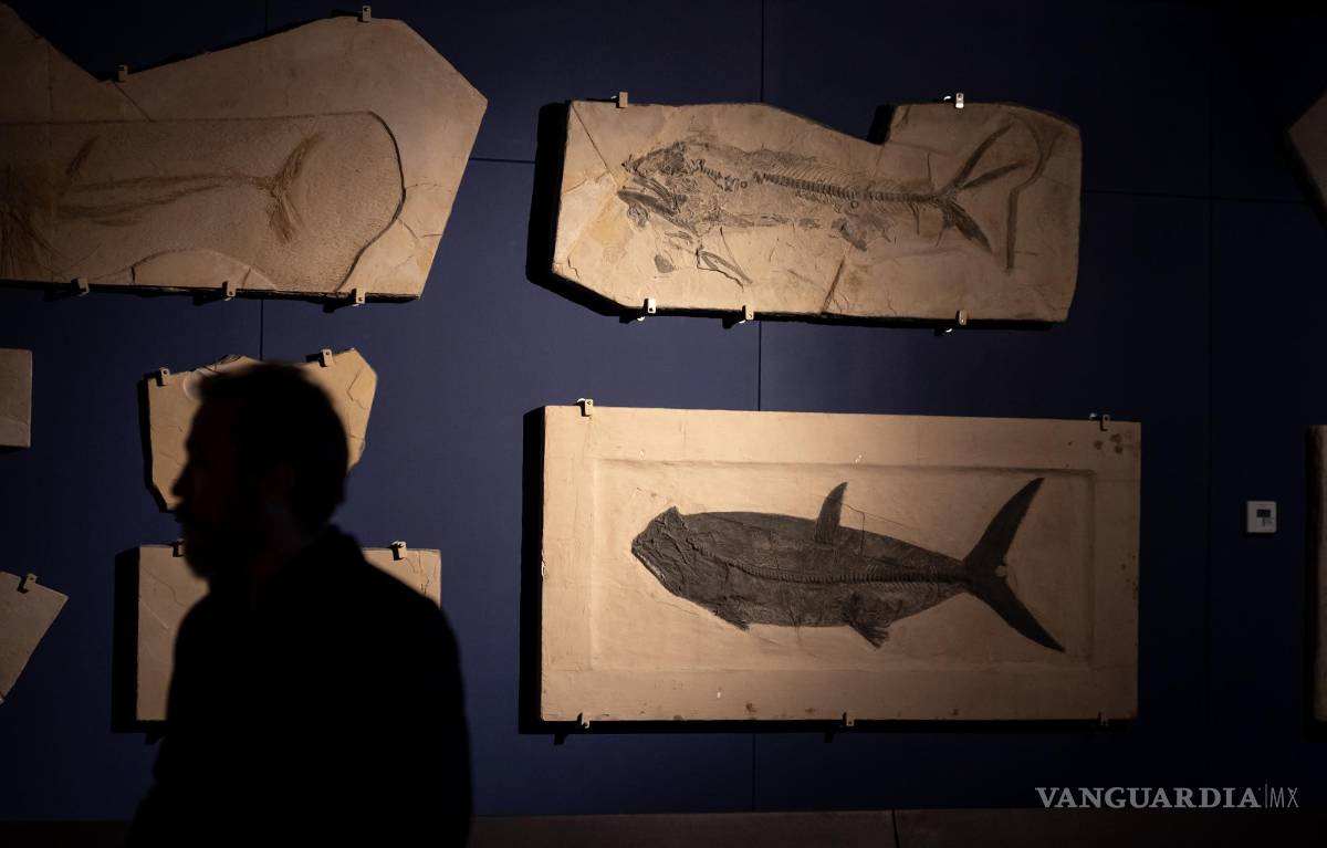 $!Alrededor de 234 especímenes se encuentran disponibles para su observación y posterior estudio por especialistas.