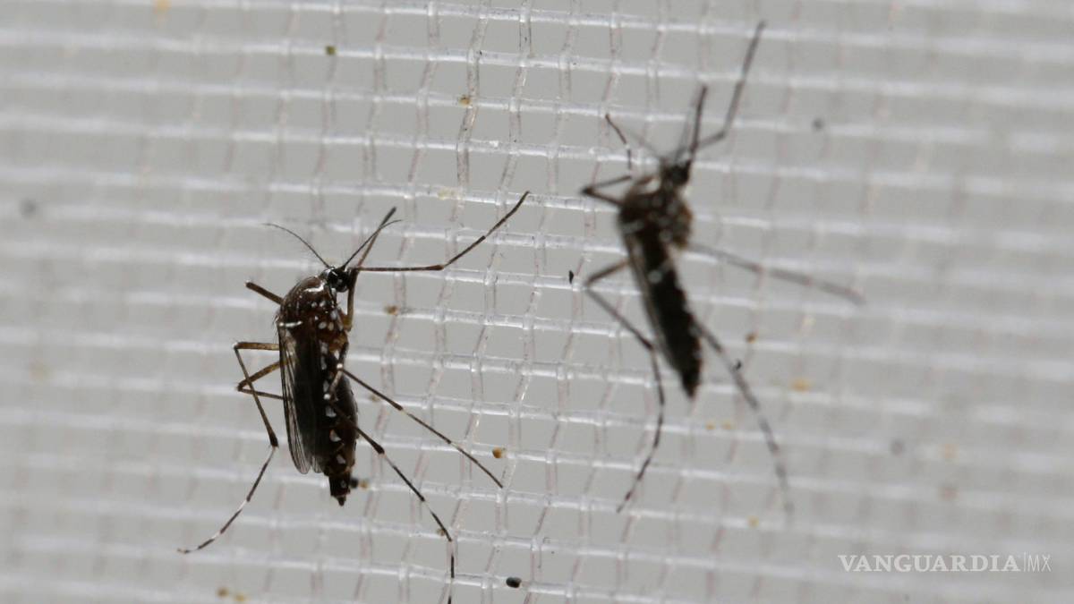 Se elevan a 310 los casos de zika en México