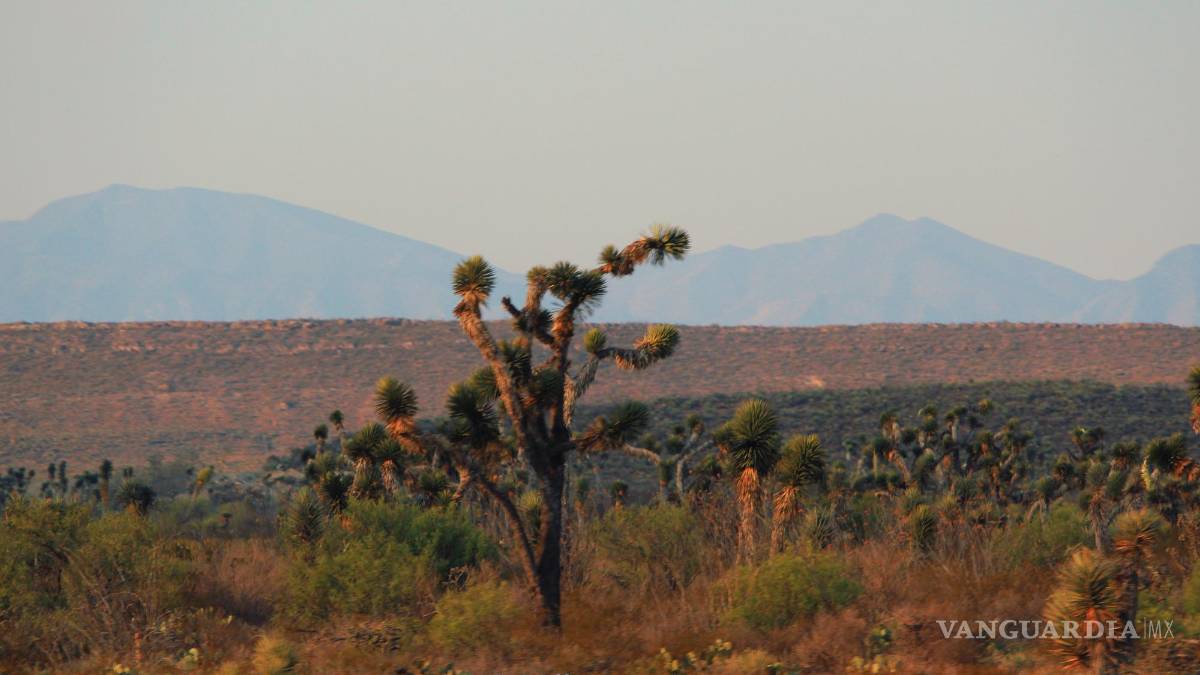 Desierto de Coahuila: opción para visitar en vacaciones de Semana Santa