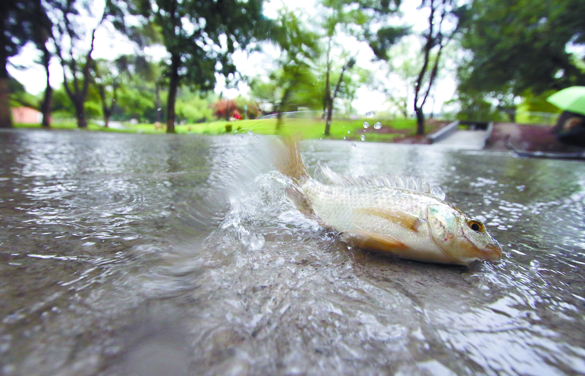 $!Evidencia lluvia ‘endeble’ drenaje en Saltillo