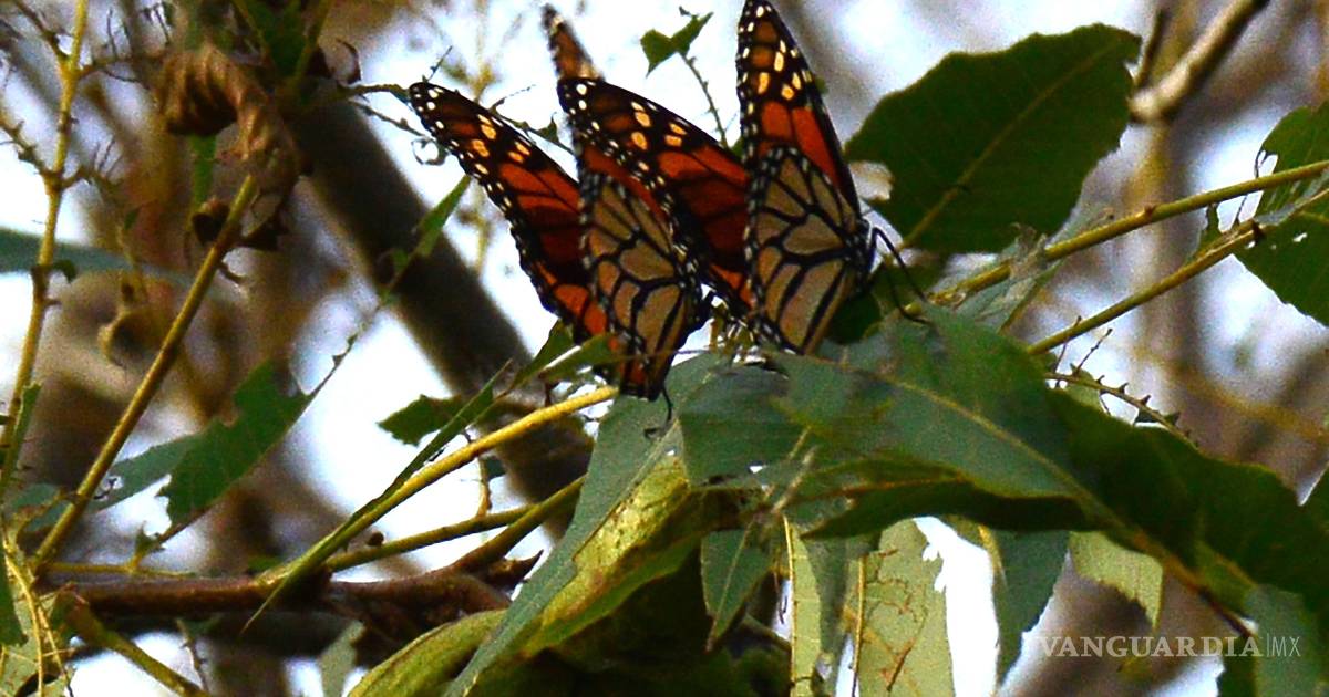 ¡Ya están aquí!... Avistan 16 mariposas monarcas en Saltillo y 2 en Ramos