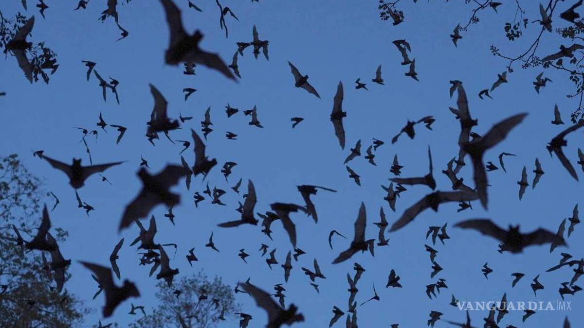 La selva de Calakmul, el nuevo foco rojo del Tren Maya