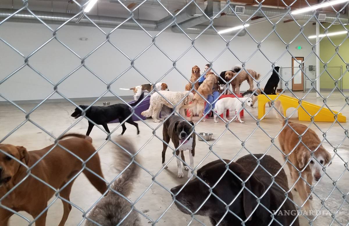 $!Fundación de Raúl Juliá en Malibú, una lucha por los perros y gatos desamparados