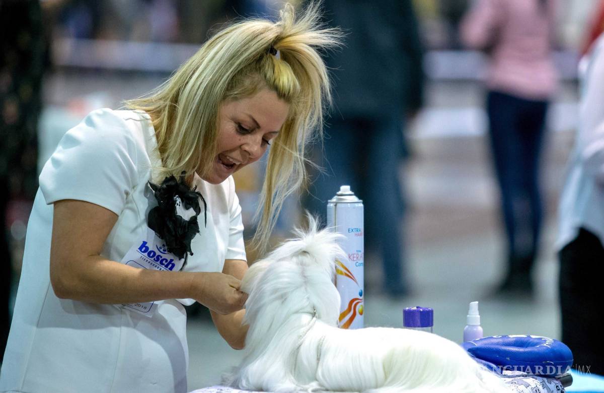 $!Westminster Dog Show: La fiesta más perrona de EU