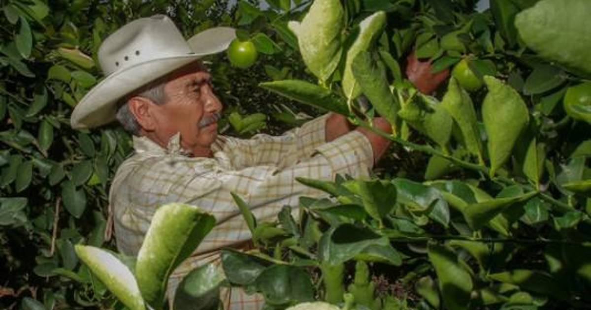 Grupos criminales obtienen casi 4 mmp de productores de limones en Apatzingán