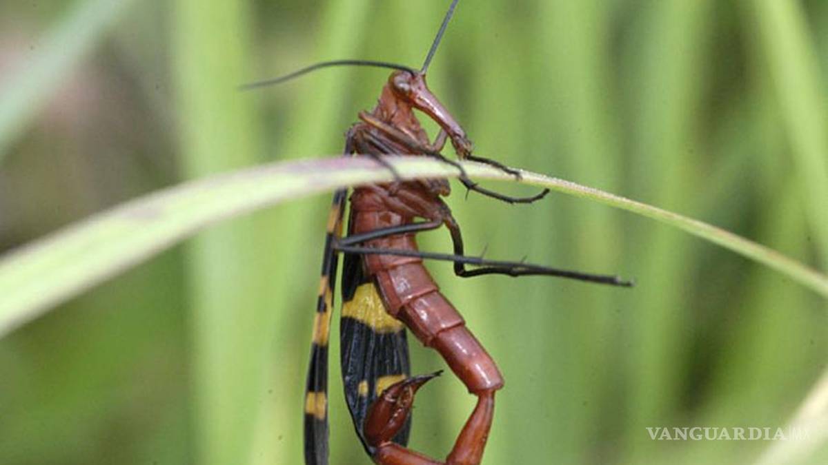 Reportan presencia del 'escorpión volador' en Sonora