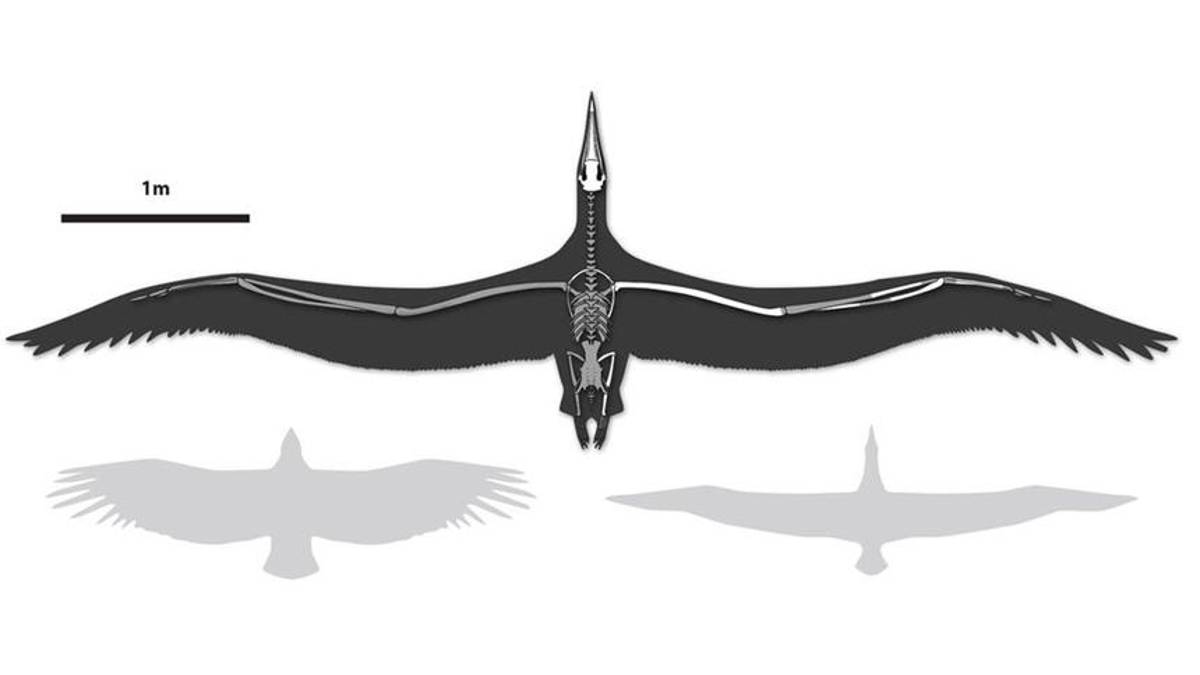 'Pelagornis sandersi': restos fósiles del ave más grande que haya existido