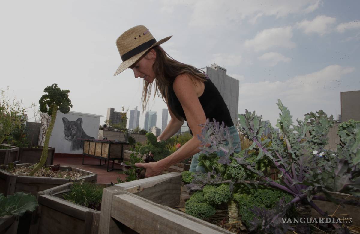 $!Huertos urbanos, pequeños pulmones que respiran en las azoteas de la Ciudad de México