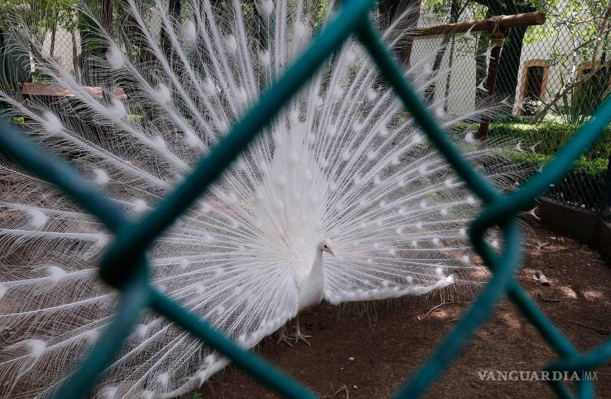 $!Pueden saltillenses realizar visitas virtuales a museos