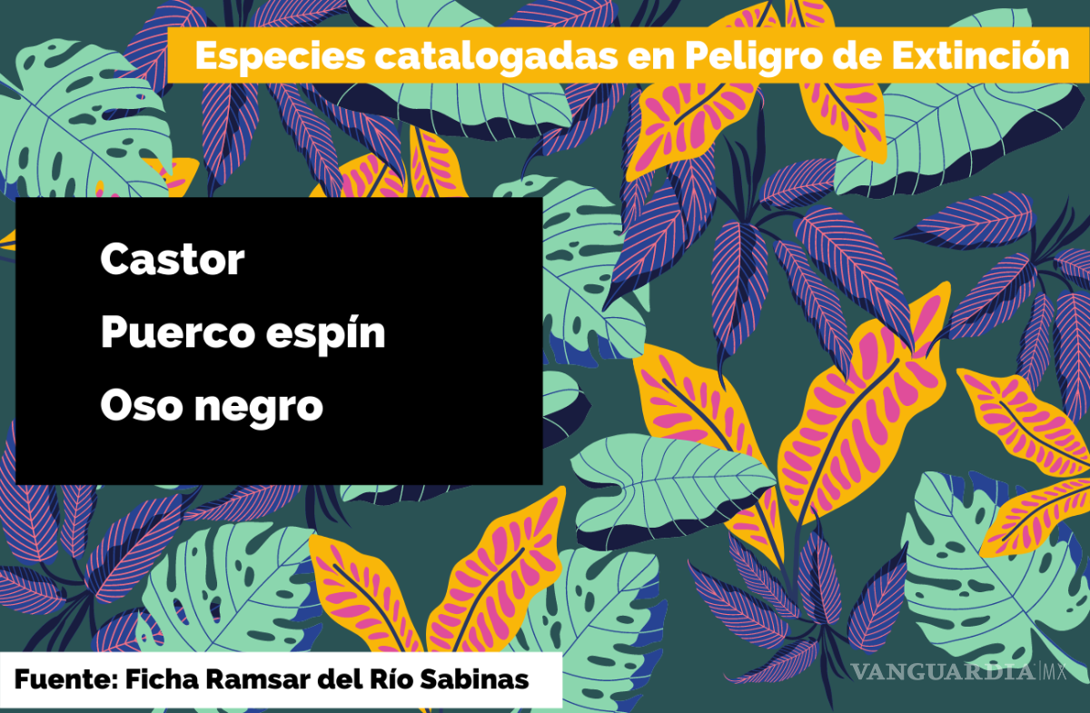 $!Agoniza el Río Sabinas