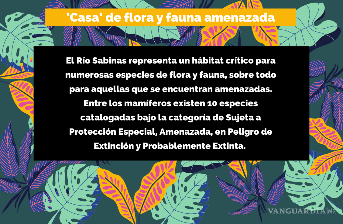 $!Agoniza el Río Sabinas