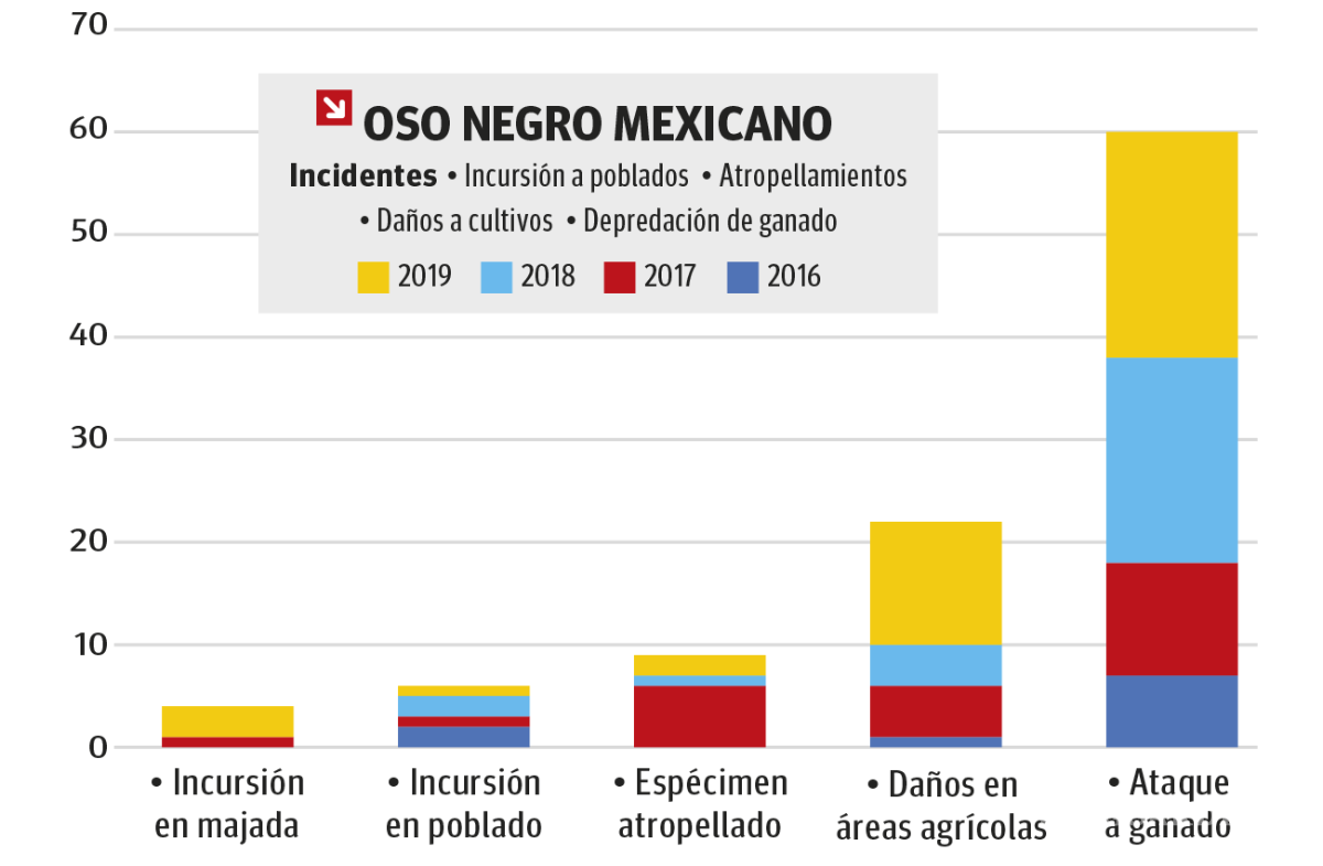 $!Los osos llegaron primero y nosotros los invadimos