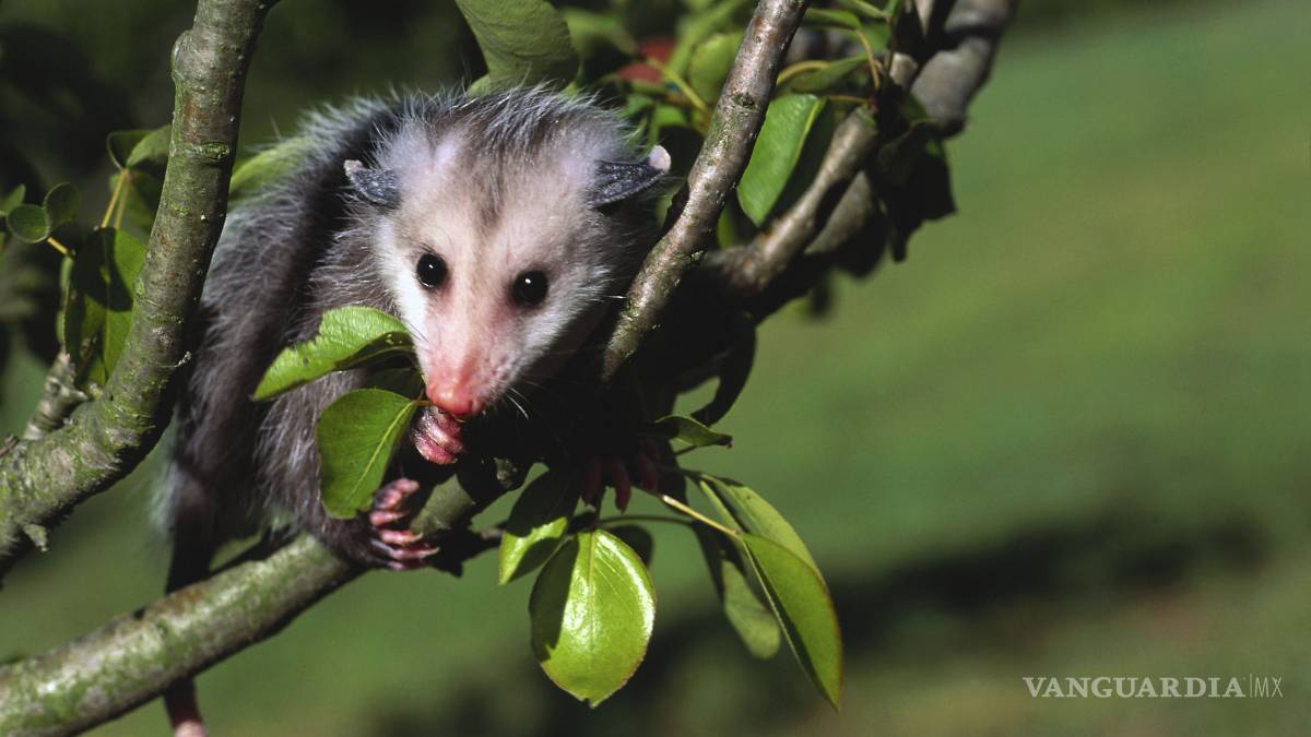 Exhortan a saltillenses a no atacar a los tlacuaches