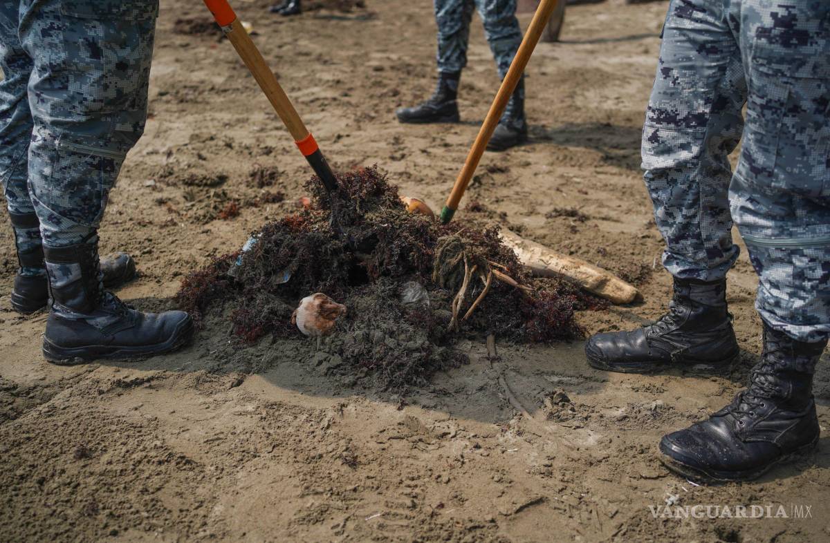 $!Explicó que el sargazo se origina en el Atlántico y constituye un ecosistema en sí mismo, ya que sirve de refugio para peces, crustáceos y tortugas.